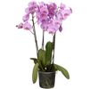 Blühende rosa Orchidee im durchsichtigen Topf