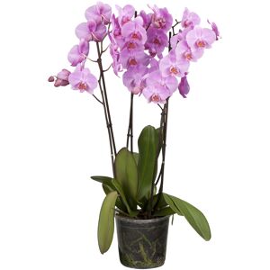 Schmetterlingsorchidee 4 Rispen verschiedene Farben 12 cm Topf