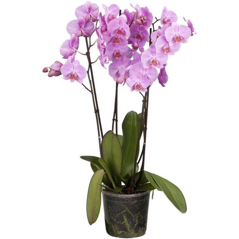 Blühende rosa Orchidee im durchsichtigen Topf