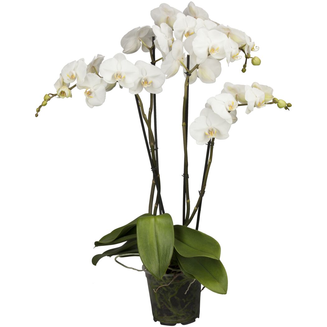 Weiße Orchidee mit grünen Blättern im Topf