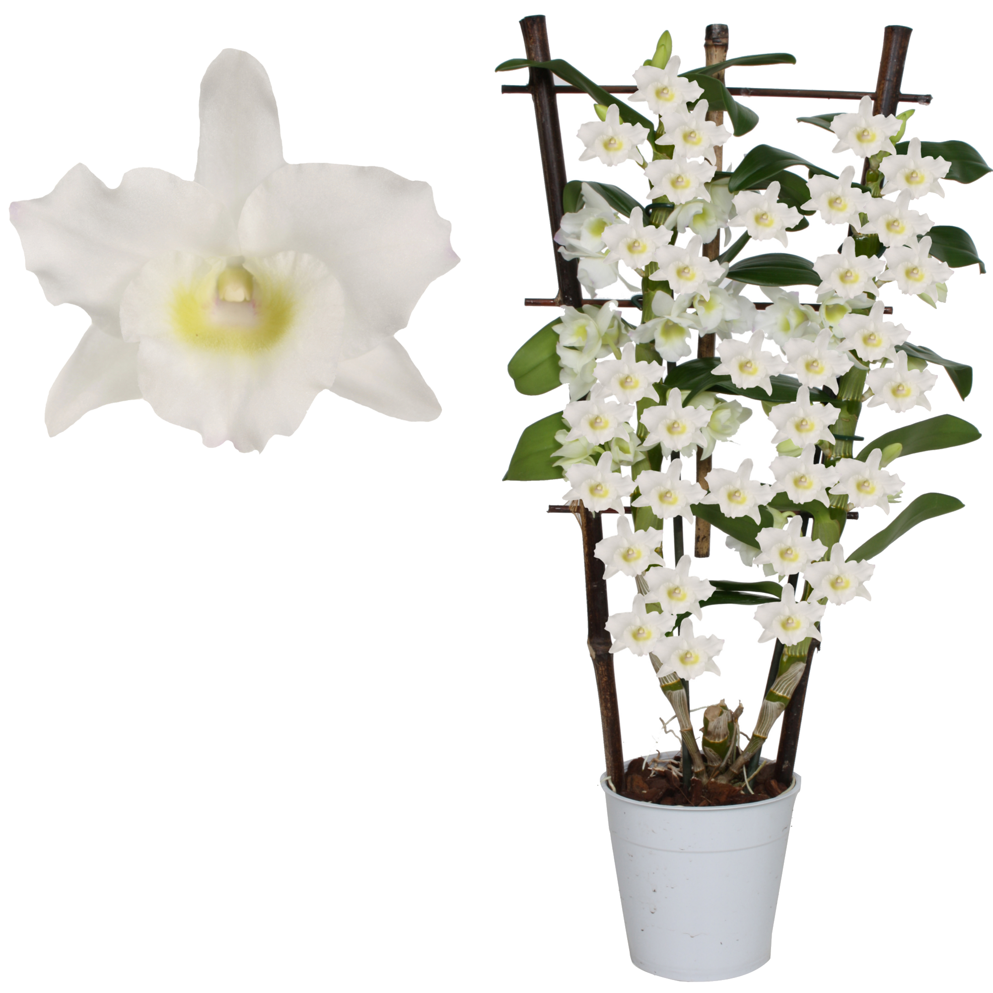 Dendrobium-Orchidee \'Apollon\' 2 Rispen am Spalier weiß 12 cm Topf