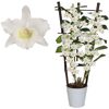 Weiße Dendrobium Apollon Orchidee im Topf