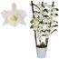 Weiße Dendrobium Apollon Orchidee im Topf
