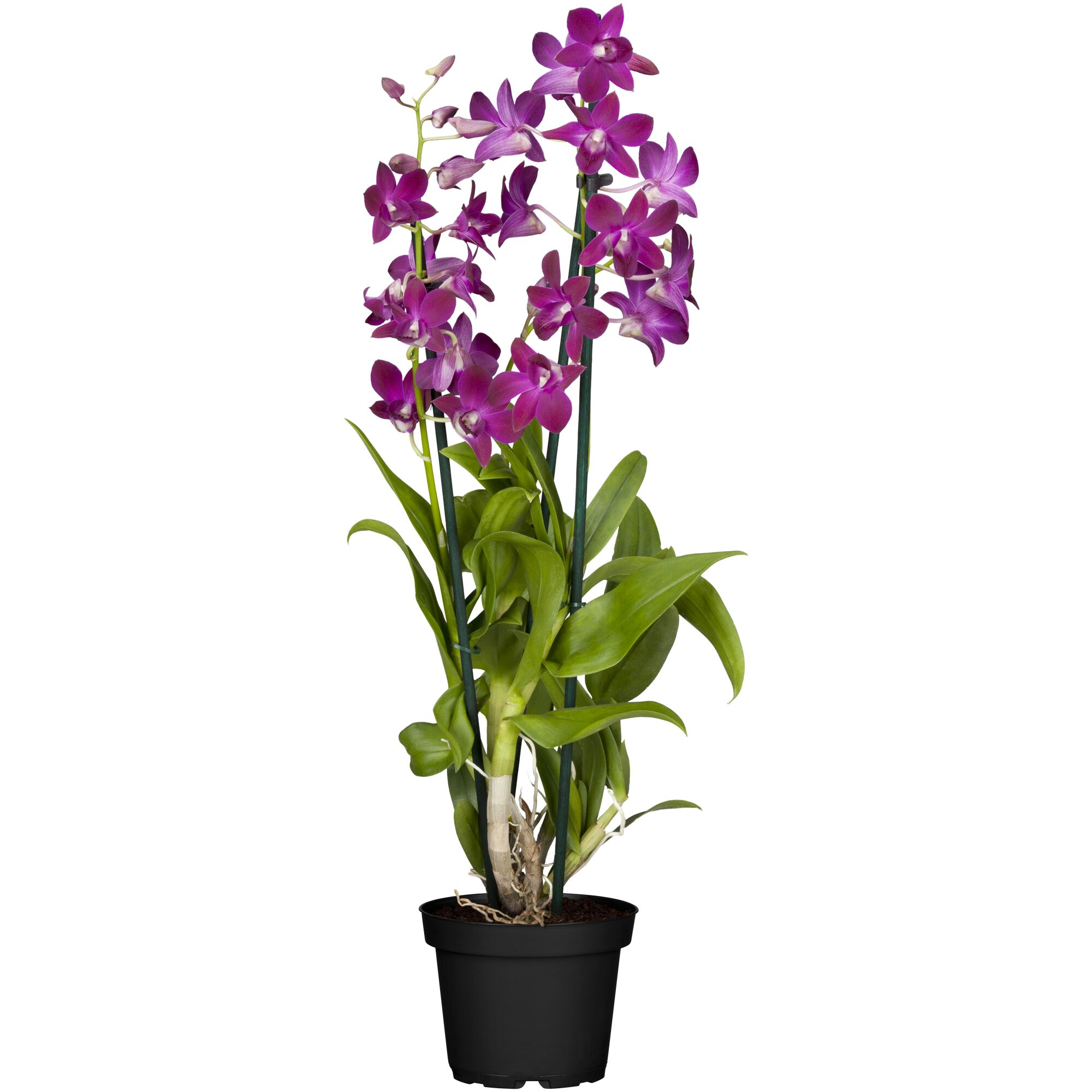 Lila Dendrobium-Orchidee im schwarzen Topf