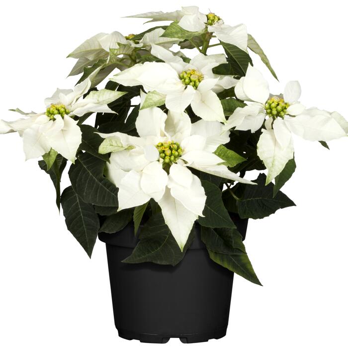 Fairtrade Weihnachtsstern Busch weiß 17 cm Topf