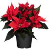 Roter Weihnachtsstern in schwarzem Topf
