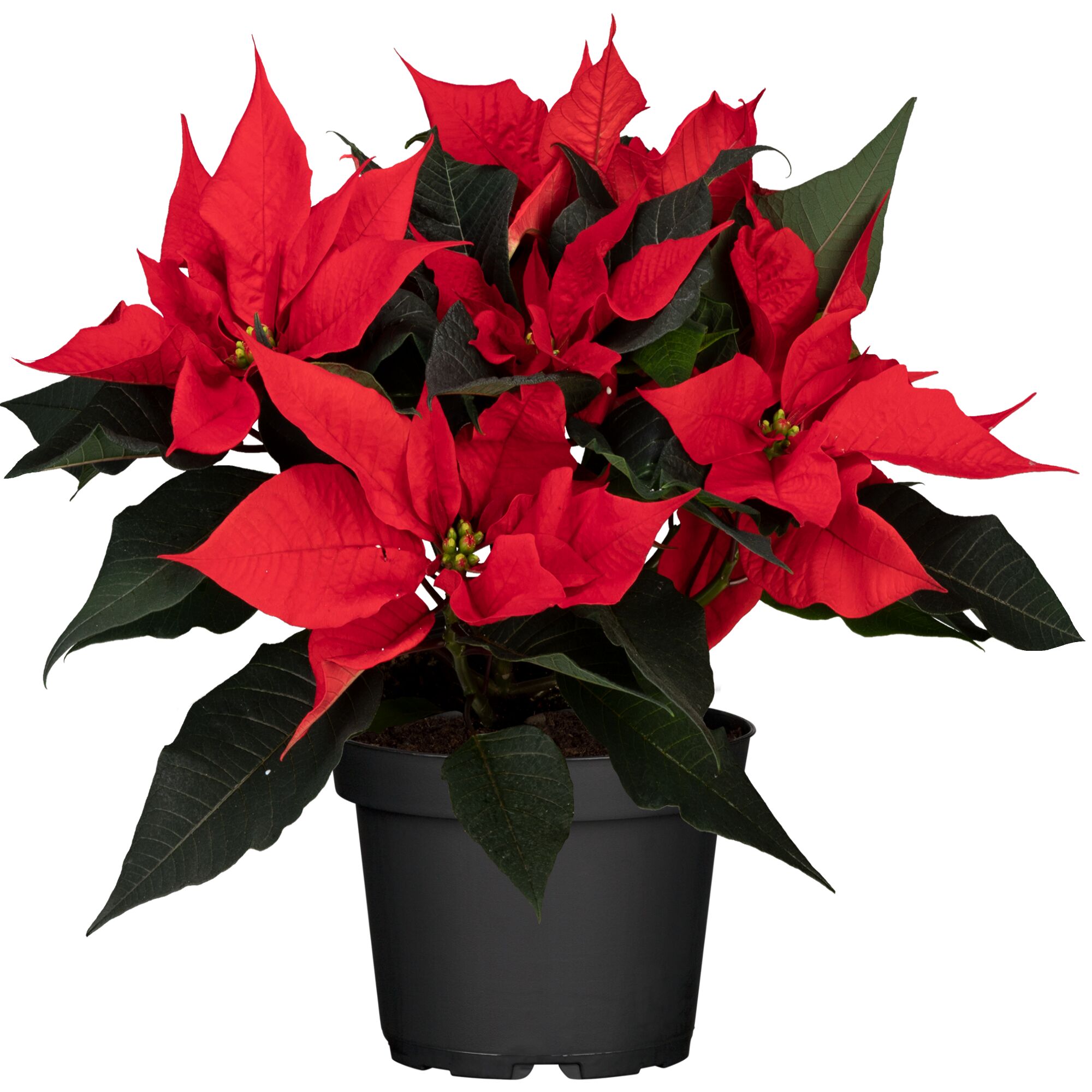 Roter Weihnachtsstern in schwarzem Topf