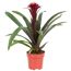 Guzmania Francesca in einem Topf
