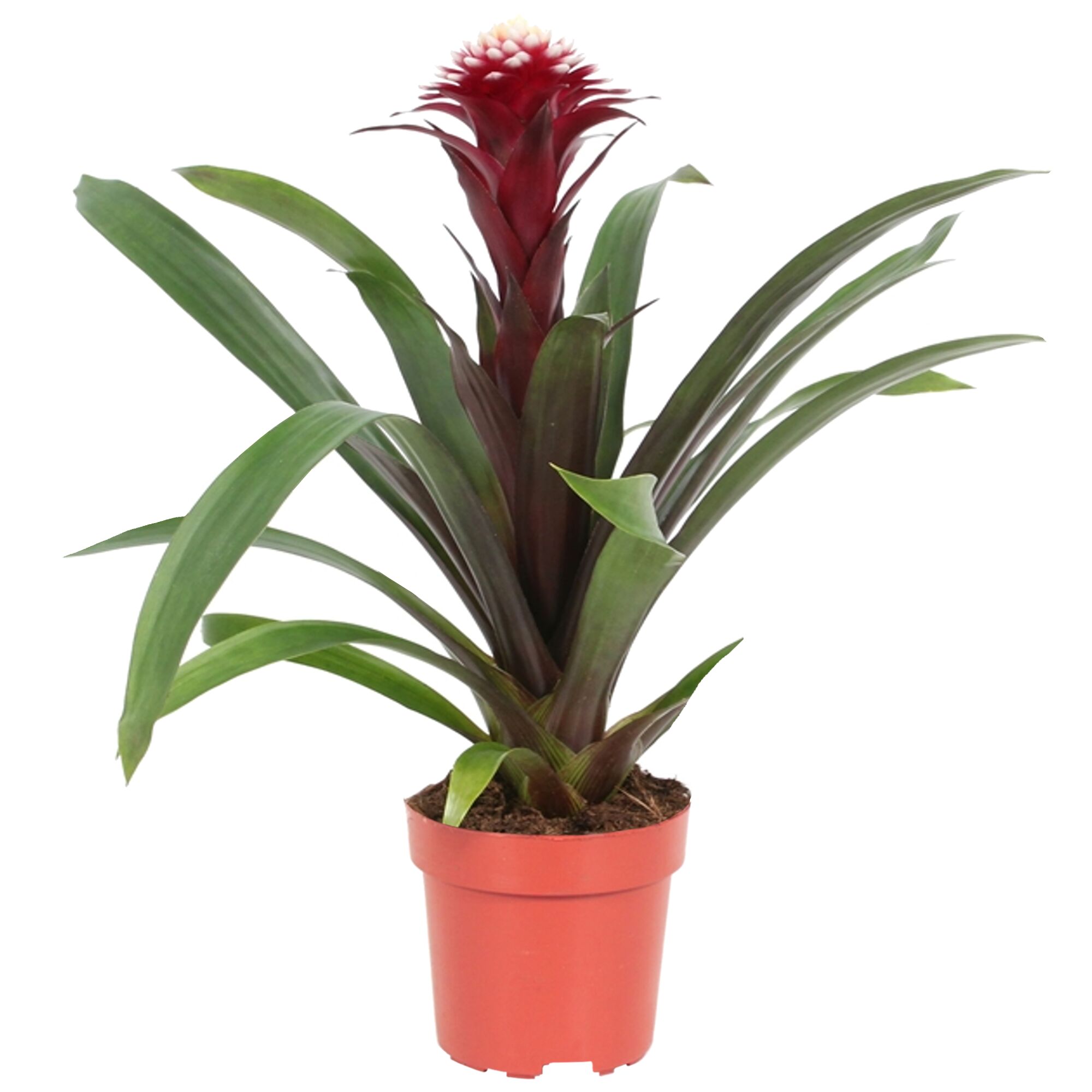Guzmania Francesca in einem Topf