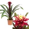 Guzmania Francesca im Topf