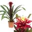 Guzmania Francesca im Topf