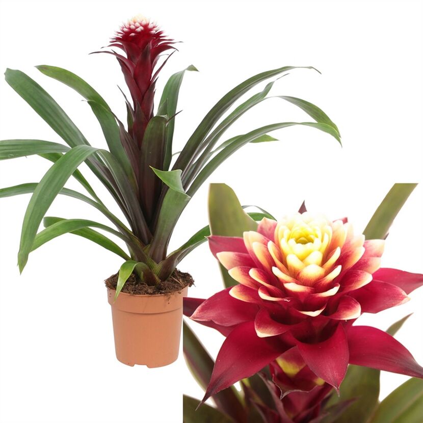 Guzmania Francesca im Topf