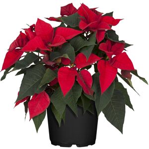 Fairtrade Weihnachtsstern Busch rot 23 cm Topf