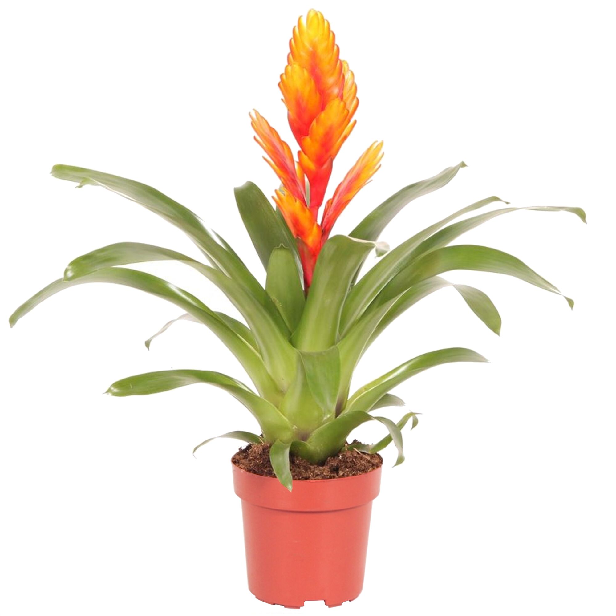 Vriesea Intenso Flame in einem Topf