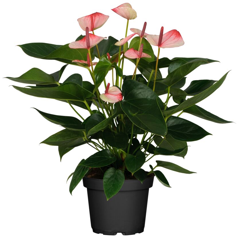 Anthurie mit rosa Blüten in schwarzem Topf