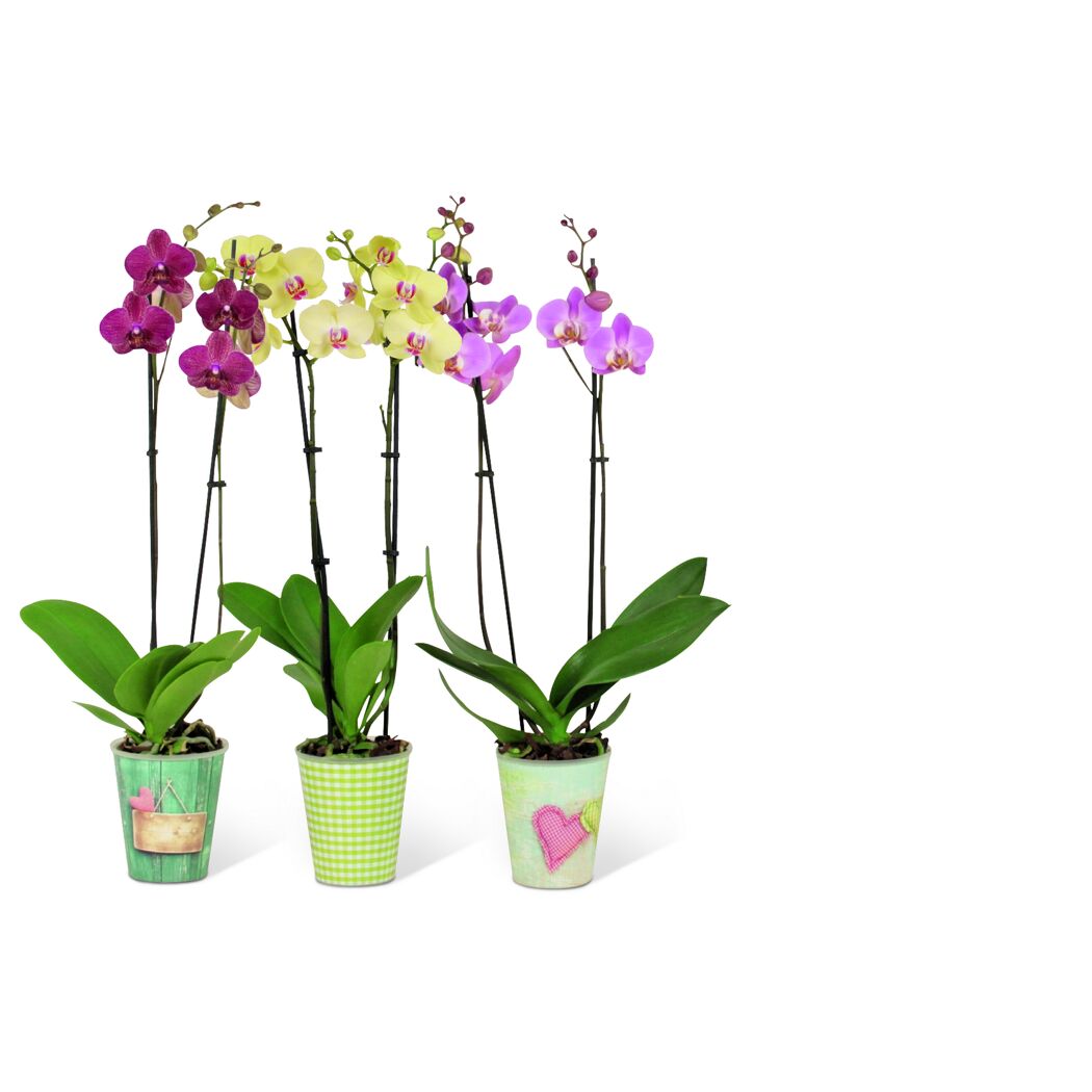 Drei Orchideen in Blumentöpfen