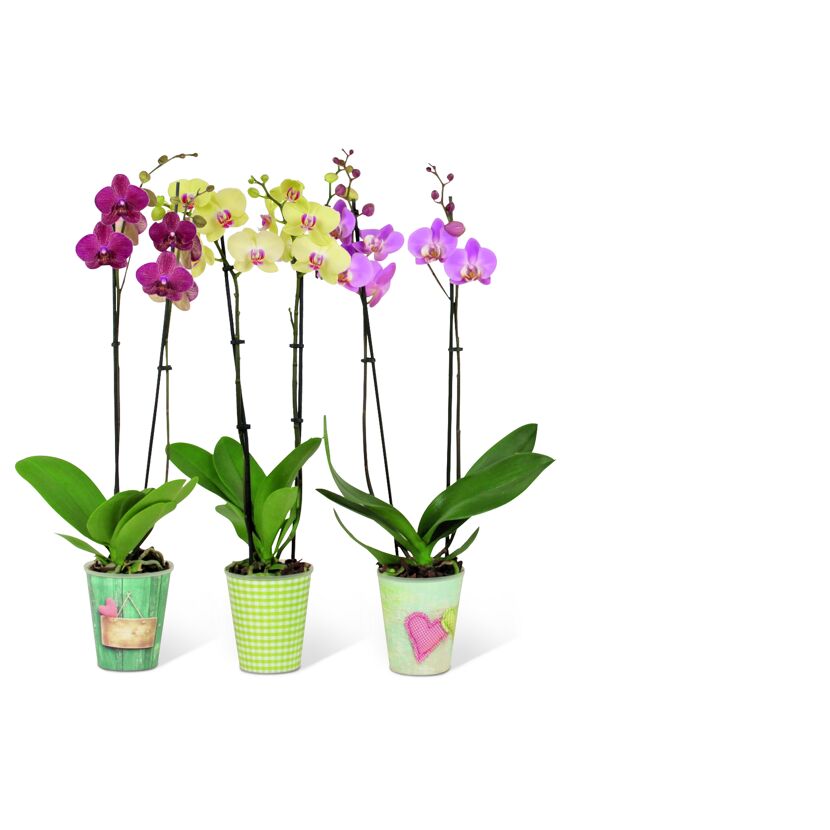 Drei Orchideen in Blumentöpfen