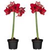 Zwei rote Amaryllis in schwarzen Töpfen