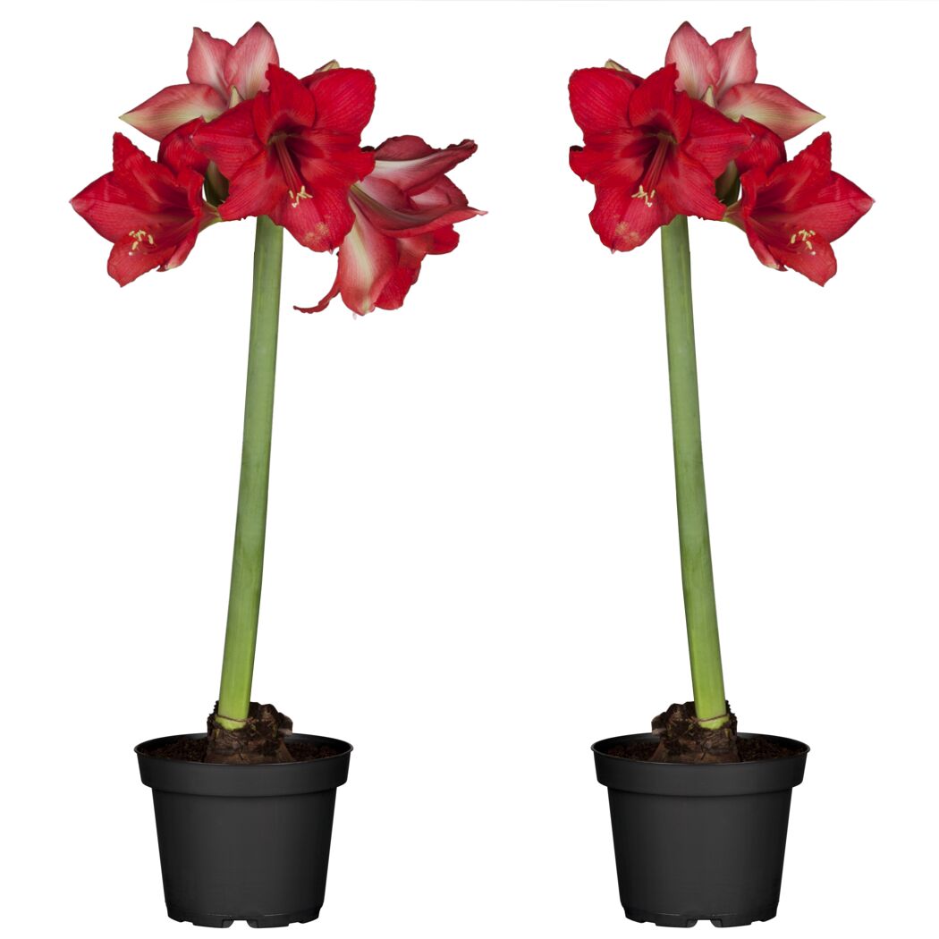 Zwei rote Amaryllis in schwarzen Töpfen
