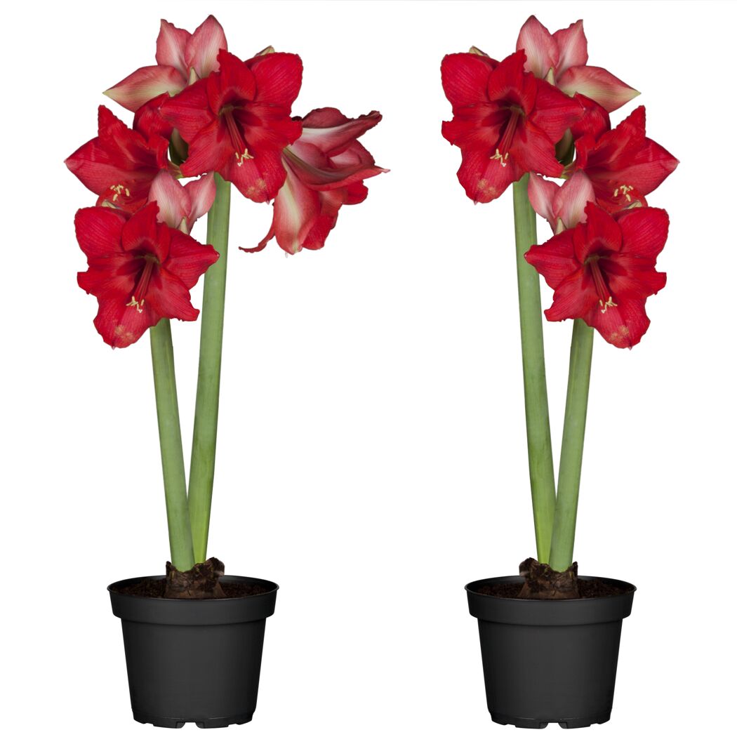 Amaryllis mit 2 Trieben rot 12 cm Topf, 2er-Set