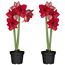 Amaryllis mit 2 Trieben rot 12 cm Topf, 2er-Set
