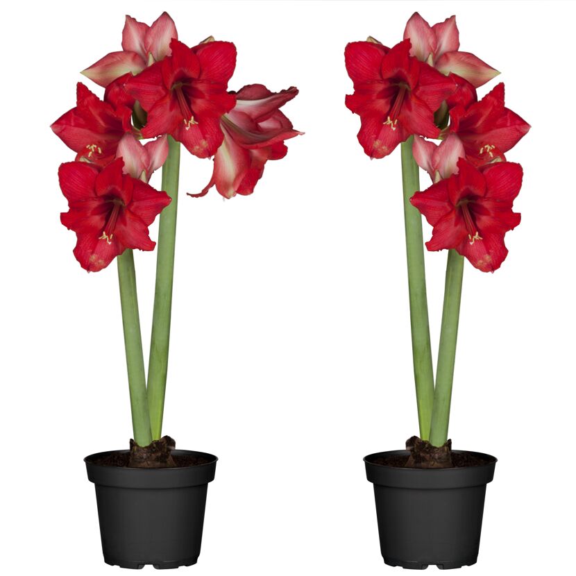 Amaryllis mit 2 Trieben rot 12 cm Topf, 2er-Set
