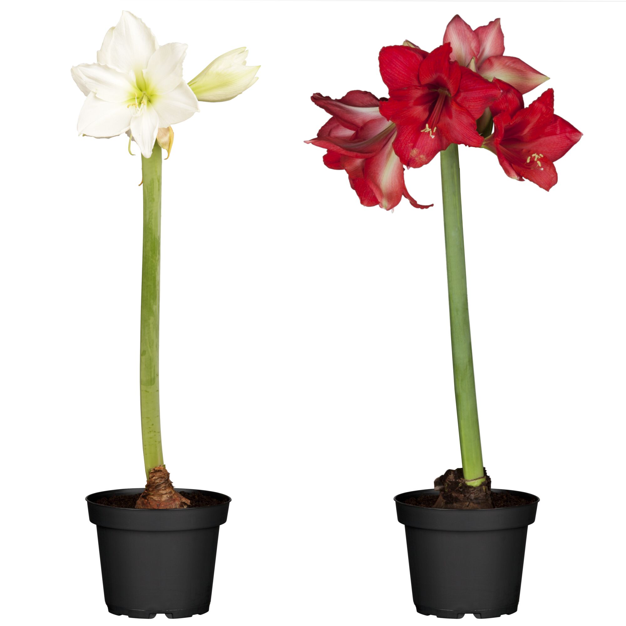 Weiße und rote Amaryllis in schwarzen Töpfen