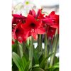 Blühende rote Amaryllis