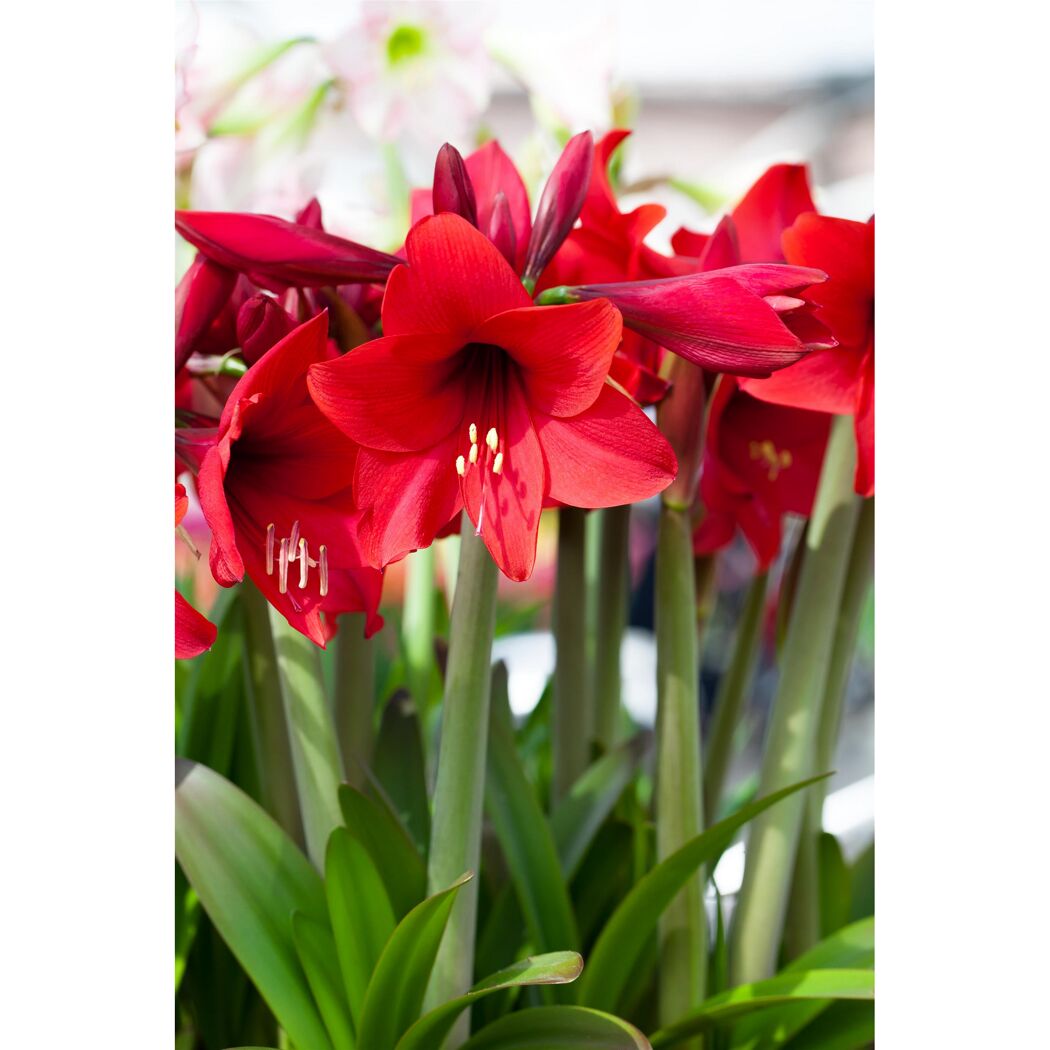 Blühende rote Amaryllis