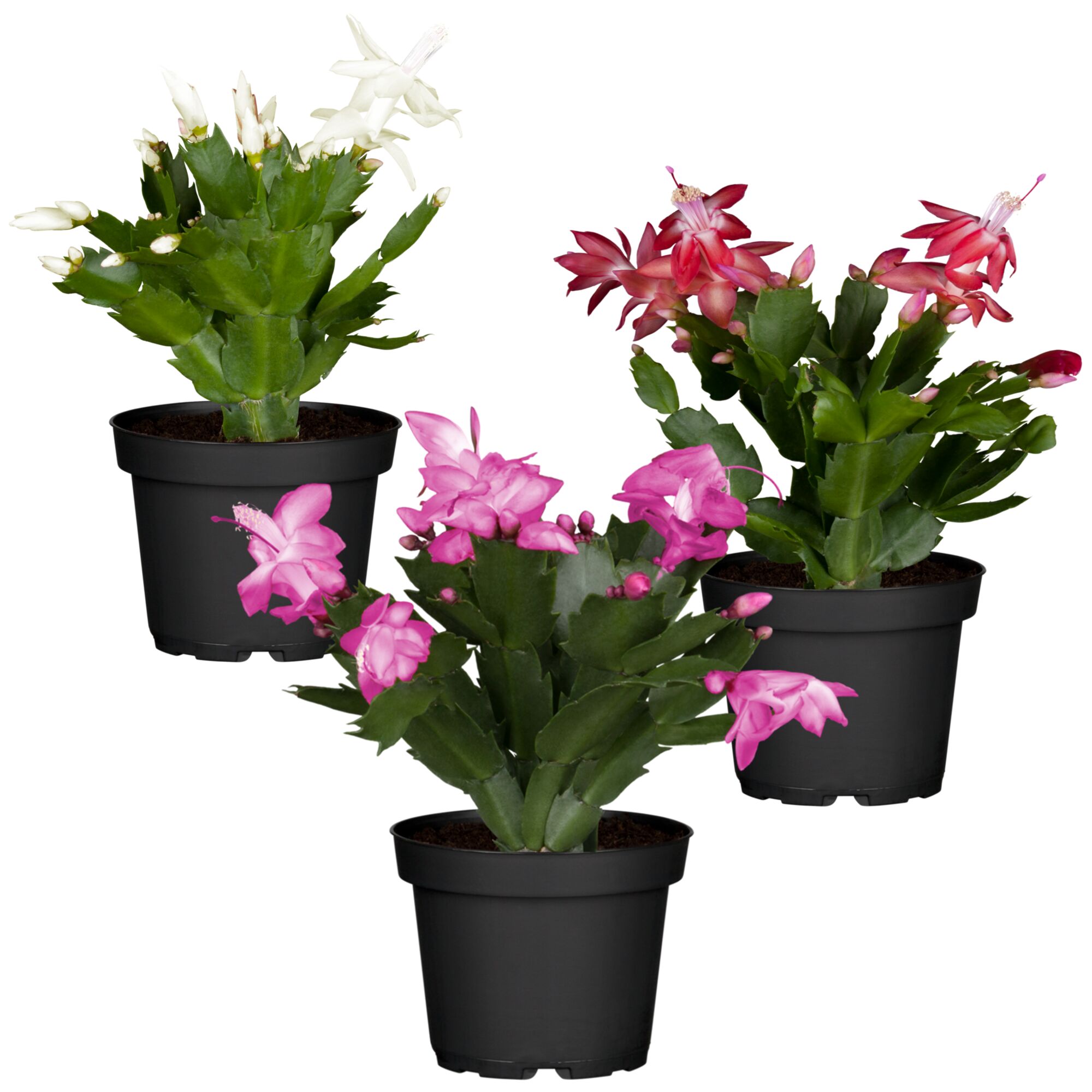 Drei Weihnachtskakteen in verschiedenen Farben