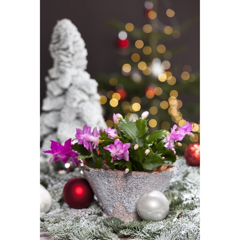 Blühender Weihnachtskaktus mit Weihnachtsbaum und Dekoration