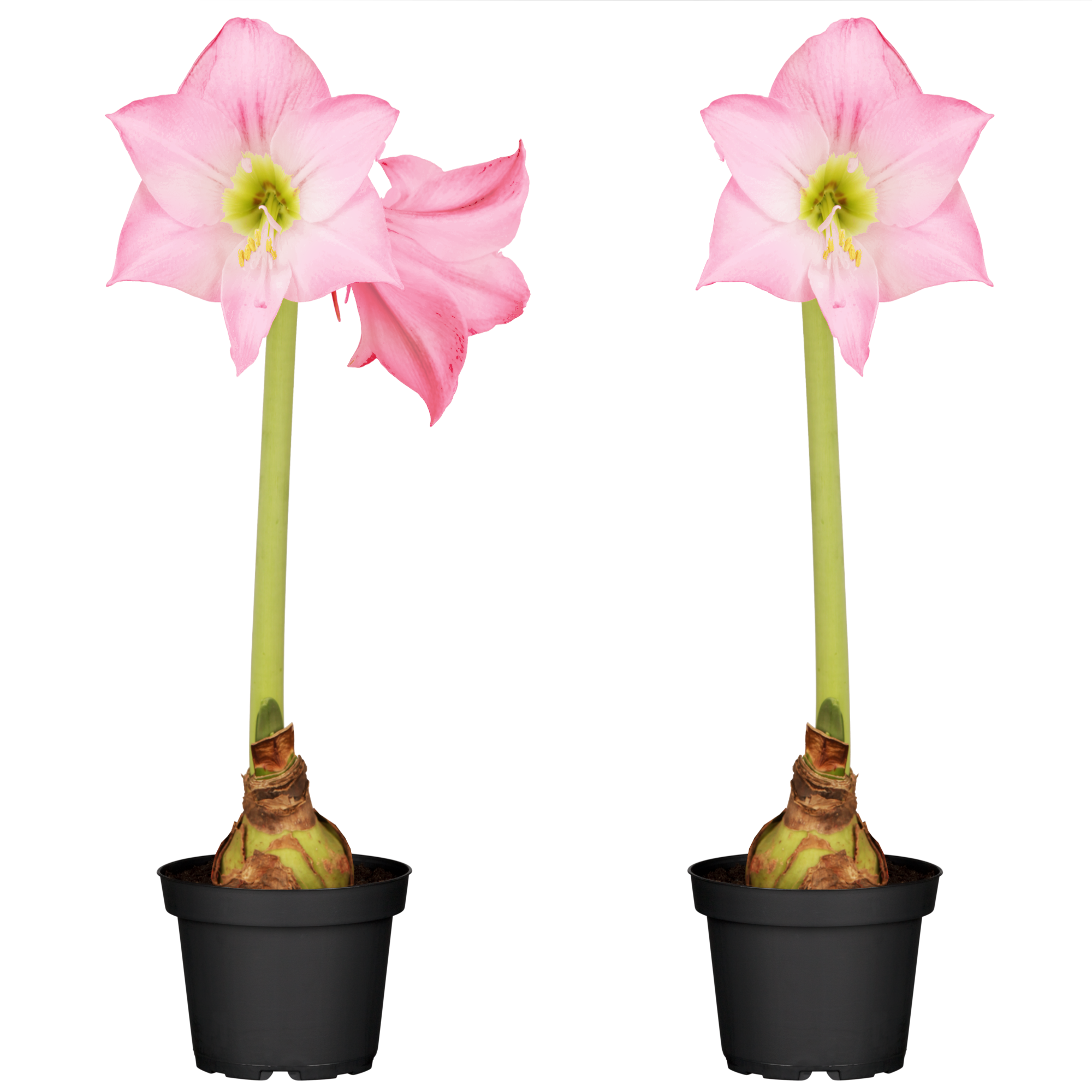 Amaryllis rosa 12 cm Topf, 2er-Set + product picture