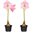 Verkleinertes Bild von Amaryllis rosa 12 cm Topf, 2er-Set