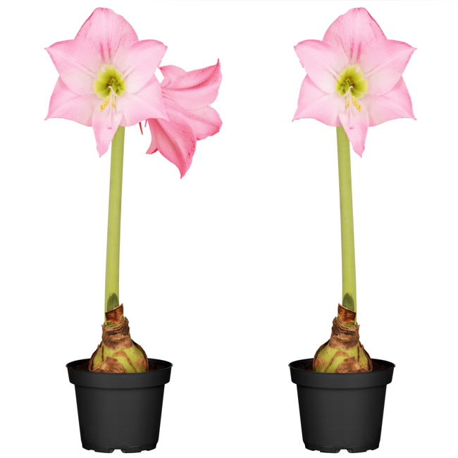 Bild von Amaryllis rosa 12 cm Topf, 2er-Set