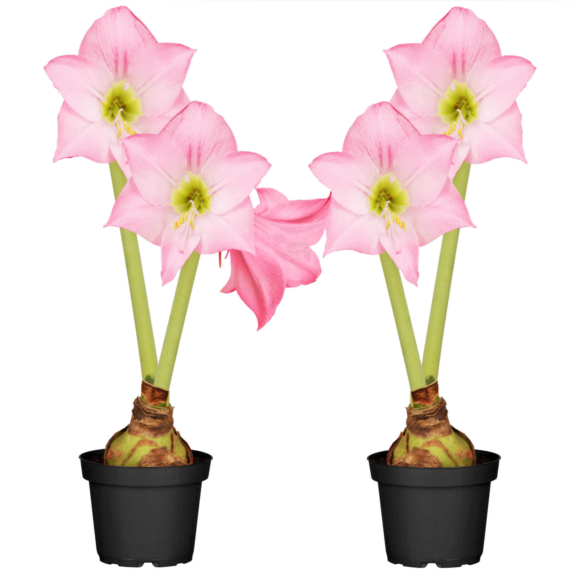 Amaryllis mit 2 Trieben rosa 12 cm Topf, 2er-Set + product picture