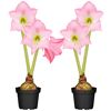 Zwei rosa Amaryllis in schwarzen Töpfen