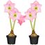 Zwei rosa Amaryllis in schwarzen Töpfen