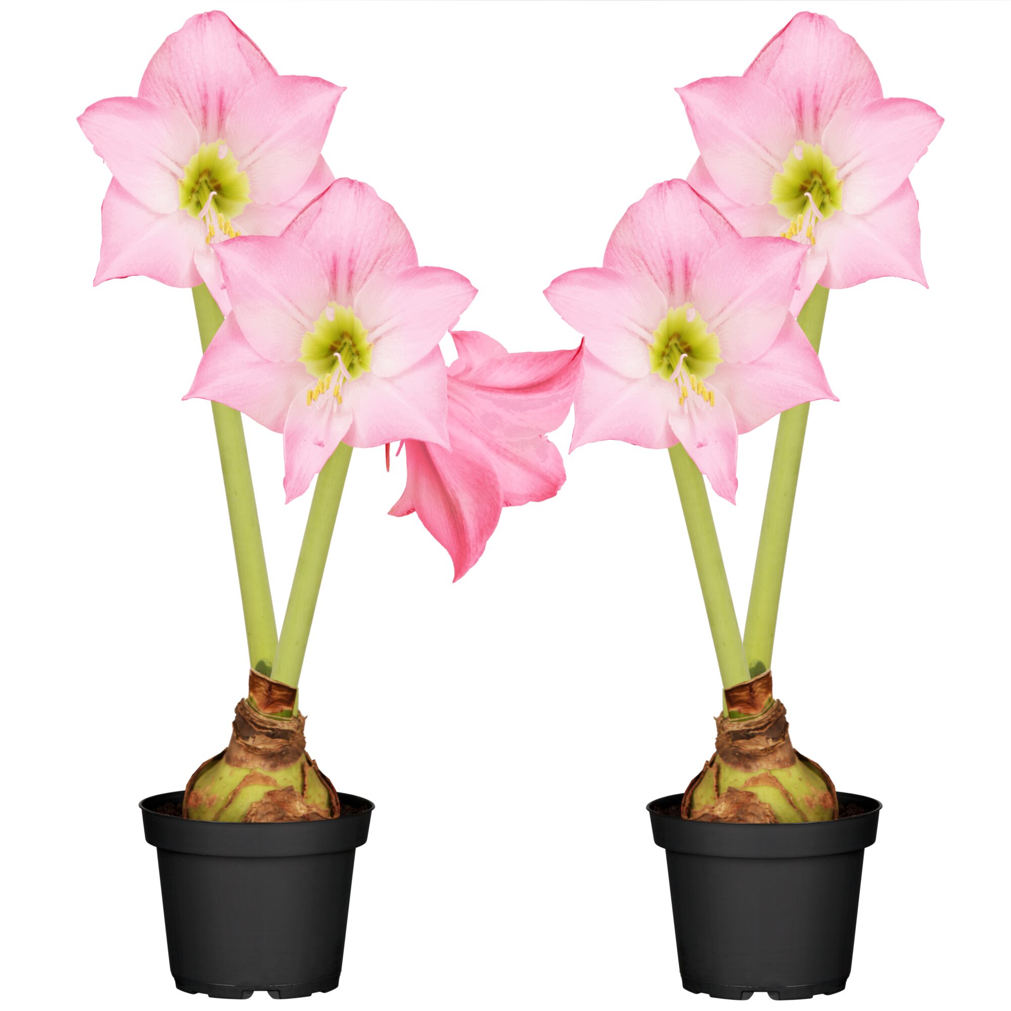 Zwei rosa Amaryllis in schwarzen Töpfen