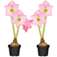 Verkleinertes Bild von Amaryllis mit 2 Trieben rosa 12 cm Topf, 2er-Set