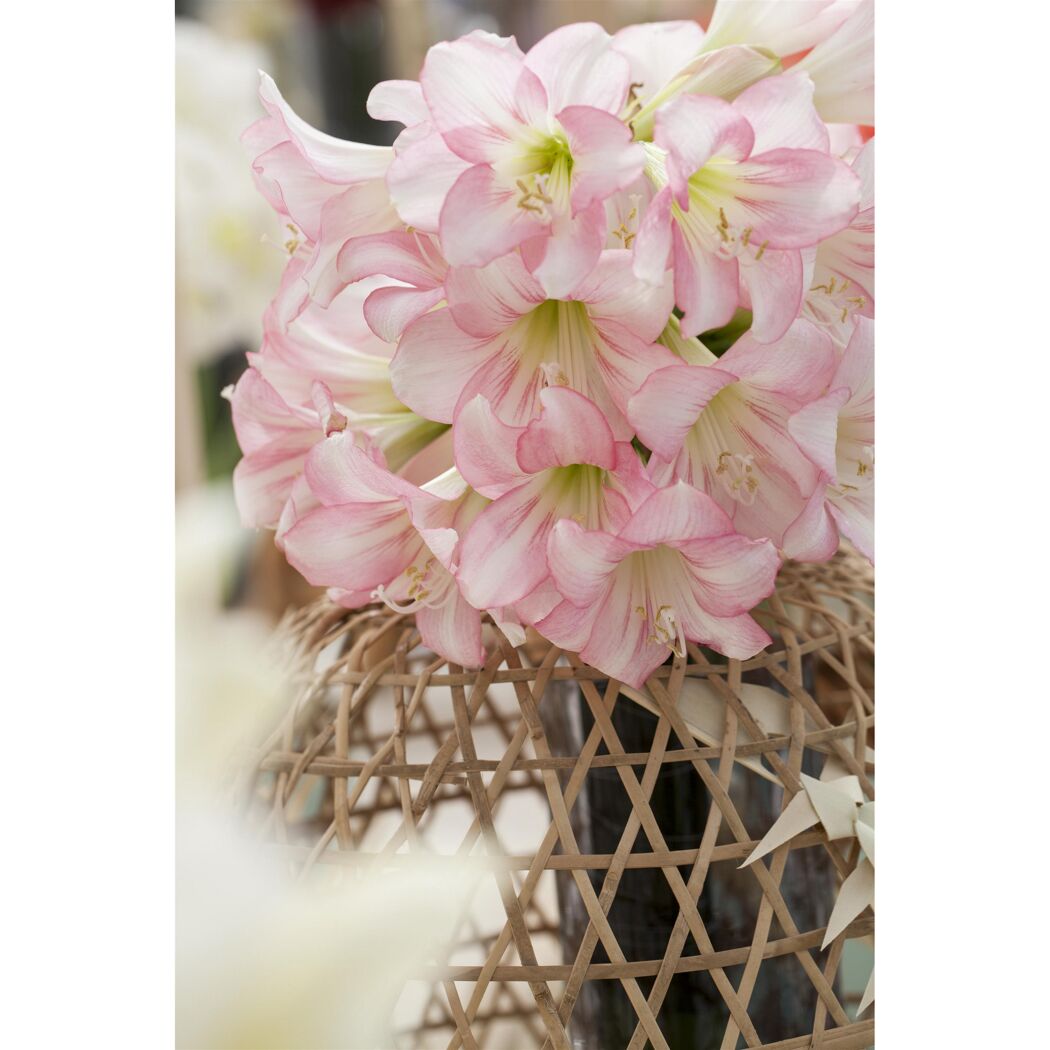 Rosa Amaryllisblüten in einer geflochtenen Vase