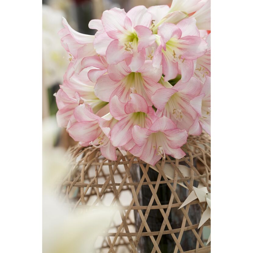 Rosa Amaryllisblüten in einer geflochtenen Vase