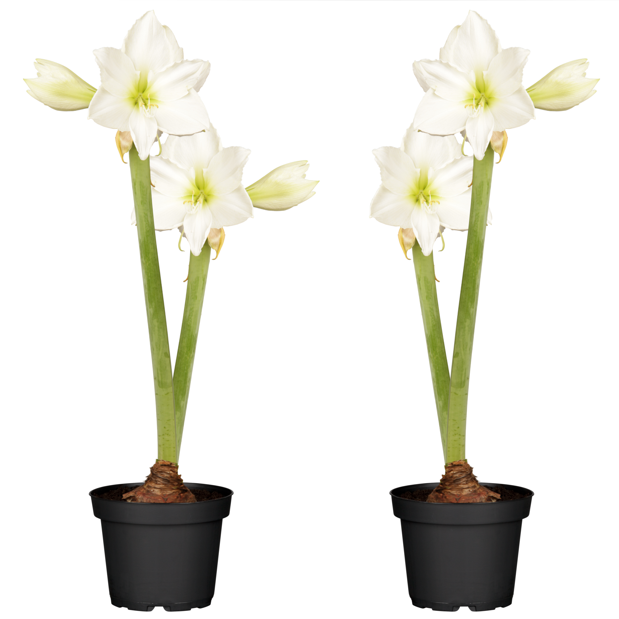 Amaryllis mit 2 Trieben weiß 12 cm Topf, 2er-Set + product picture