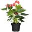 Anthurie, Flamingoblume im Topf