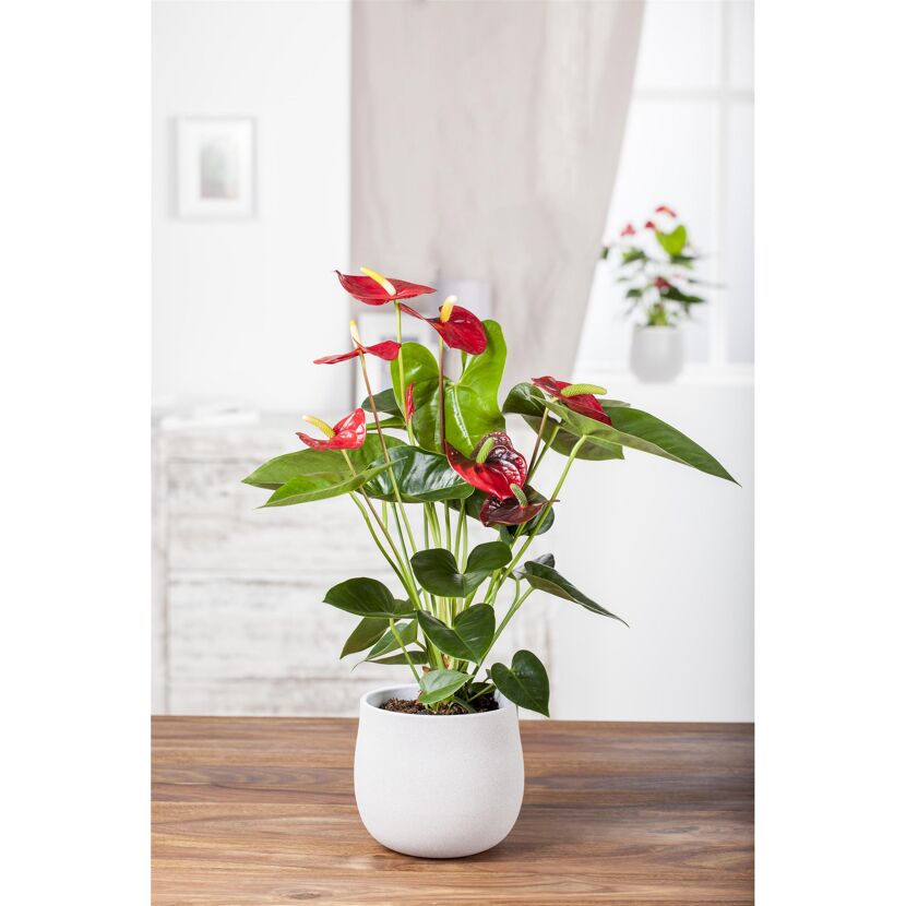 Anthurie mit roten Blüten in weißem Übertopf