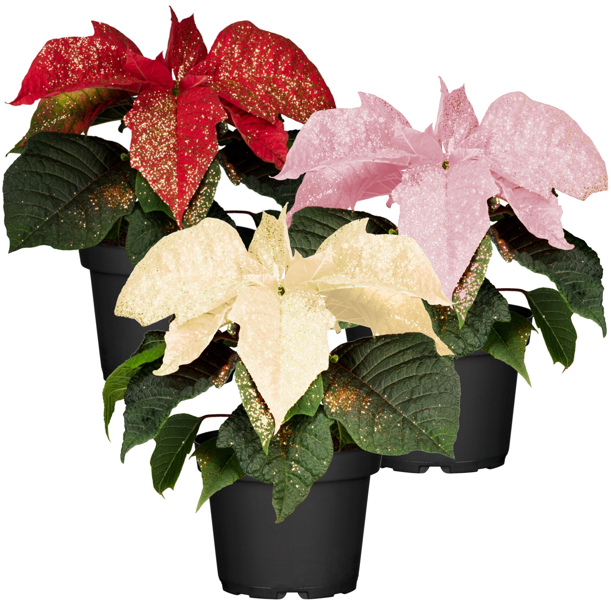 Drei Weihnachtssterne in rot, rosa und cremefarben