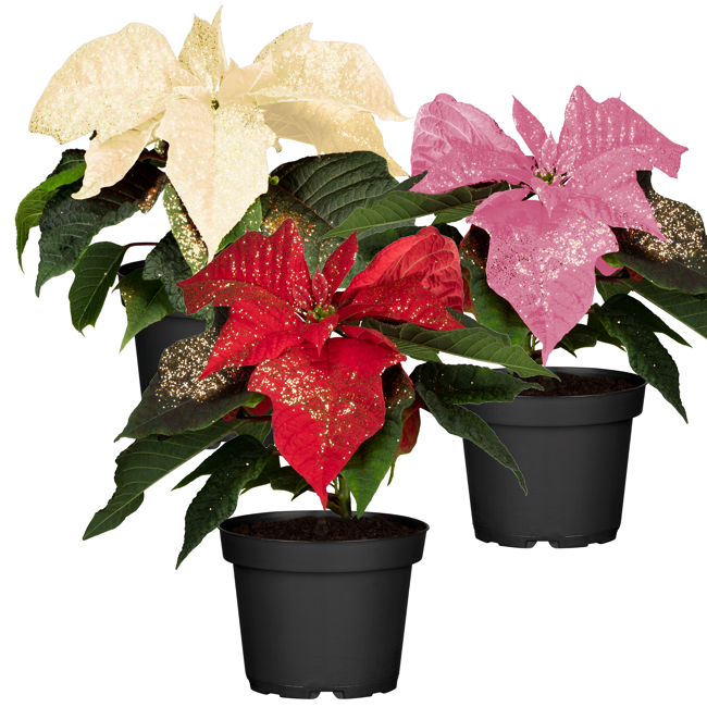 Bild von Weihnachtsstern Farbmix mit Glitter 10,5 cm, 3er-Set
