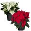 Weihnachtsstern Farbmix 13 cm, 2er-Set
