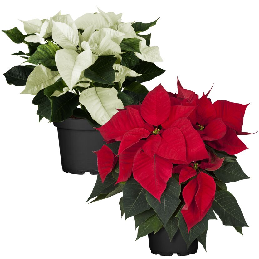 Weihnachtsstern Farbmix 13 cm, 2er-Set