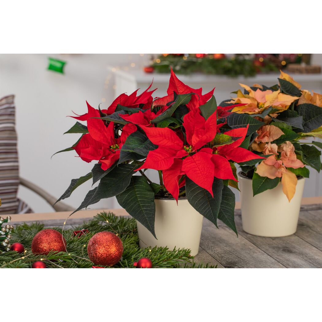 Weihnachtsstern Farbmix 13 cm, 2er-Set