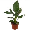 Strelitzie 12 cm Topf